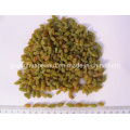 Chinese High Quality Hot Sale Green Raisins